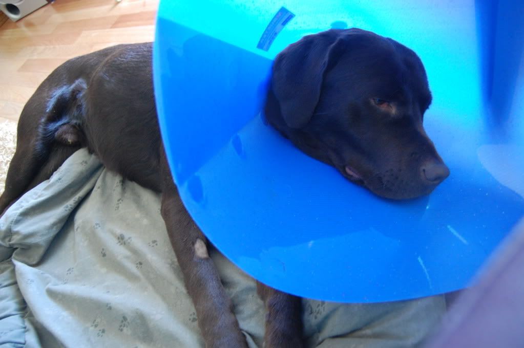 cone of shame. malone and the cone (of shame)