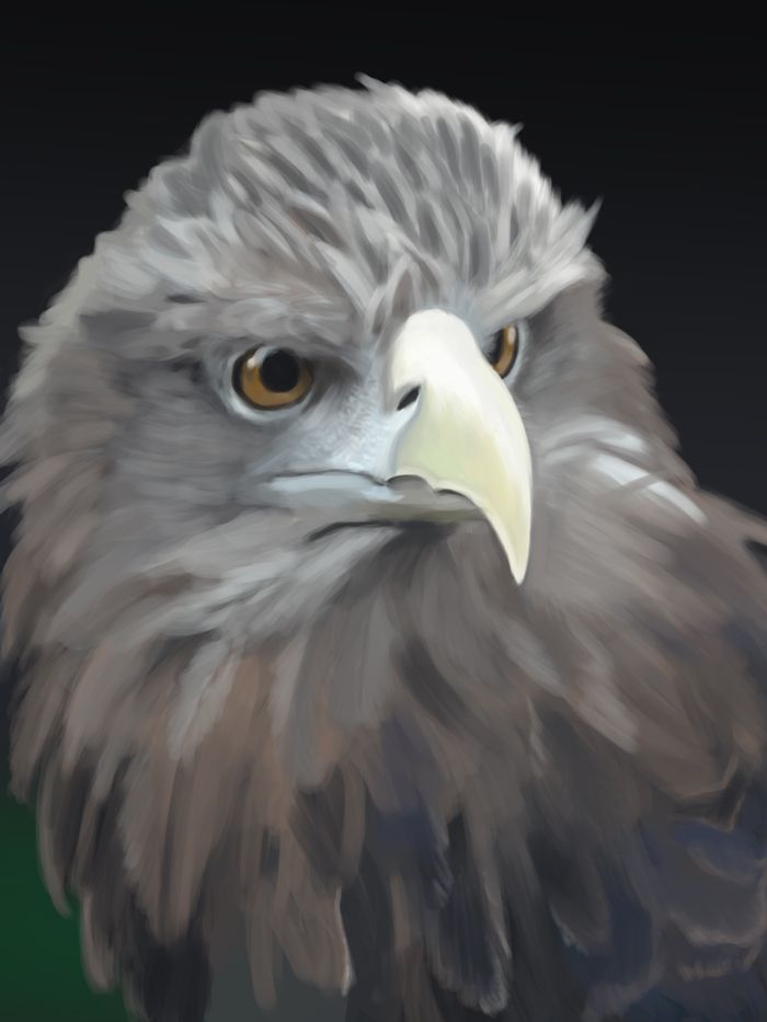 [Image: eagle1_zps4145a3cf.jpg~original]