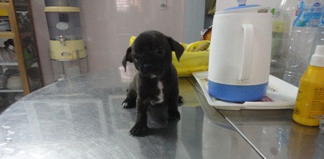 Cần bán 3 em Chihuahua lai 1,5 tháng tuổi lanh lợi, dễ thương   Chó nuôi tại nhà