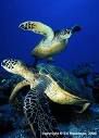 sea turtles Pictures, Images and Photos