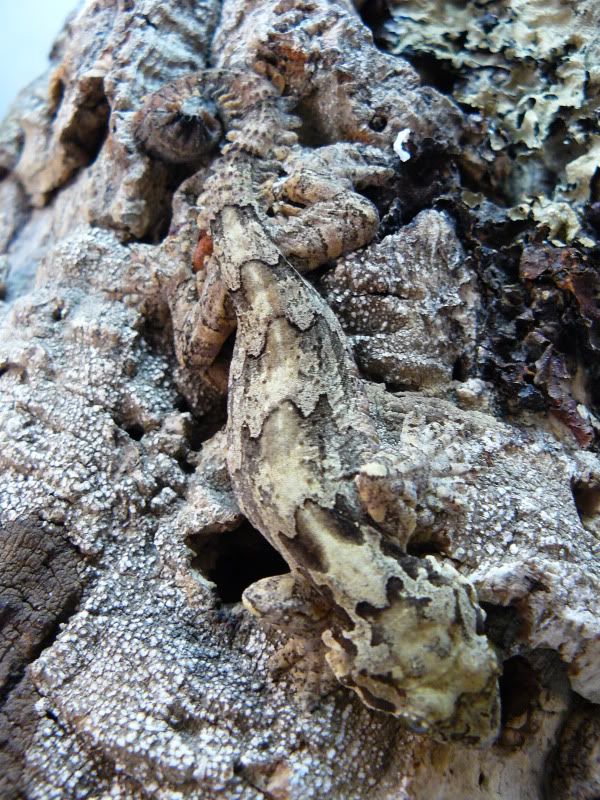 Flyinggeckos003.jpg