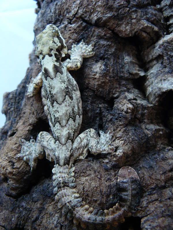 Flyinggeckos011.jpg