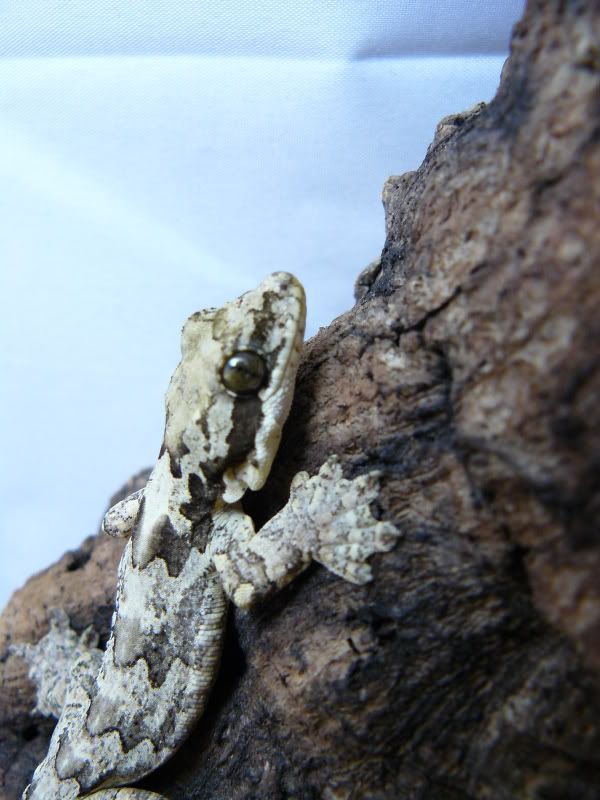 Flyinggeckos012.jpg