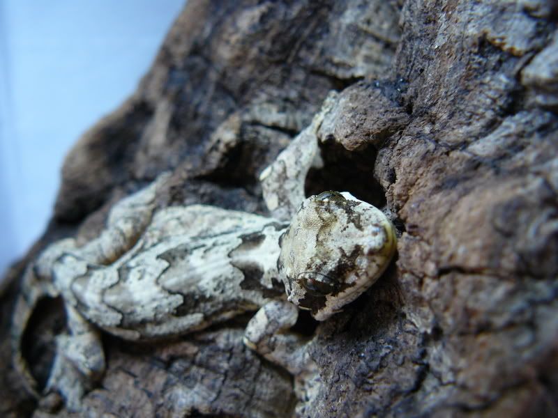 Flyinggeckos015.jpg