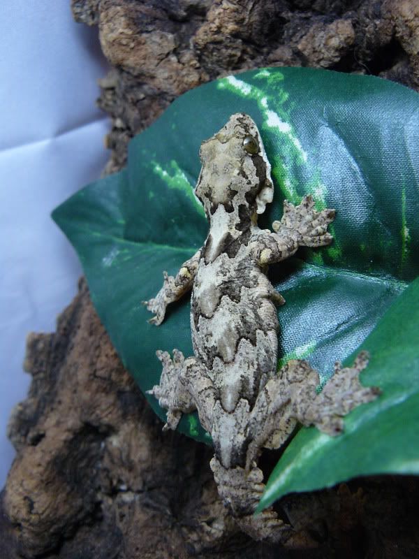 Flyinggeckos019.jpg