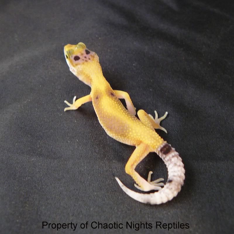 06202010Hatchlings020.jpg