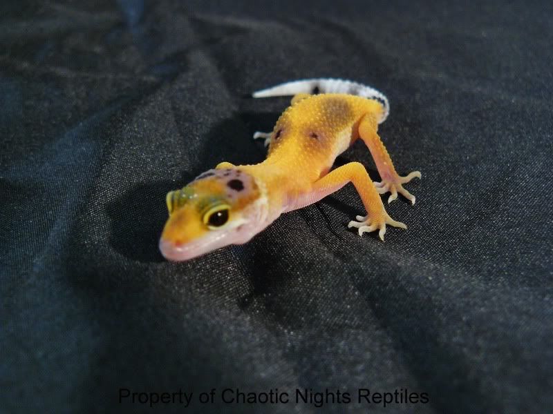 06202010Hatchlings023.jpg