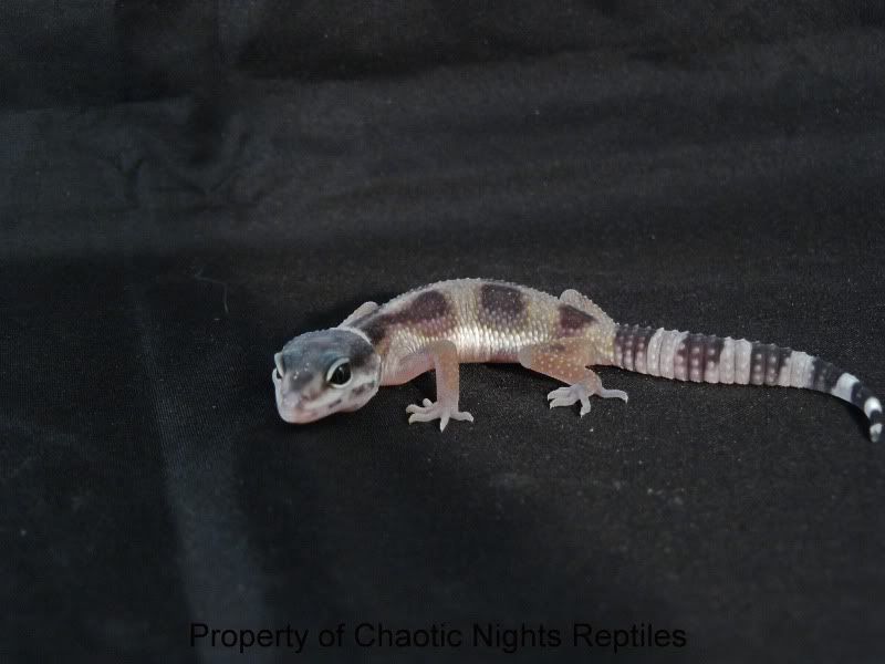 06202010Hatchlings029.jpg