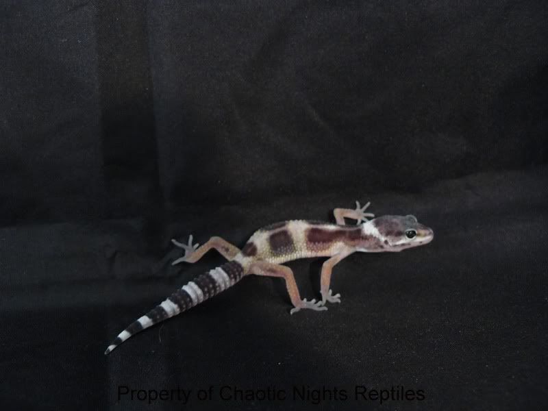 06202010Hatchlings030.jpg