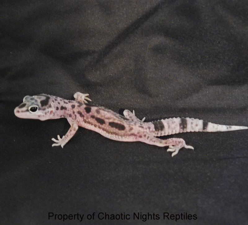 06202010Hatchlings035.jpg