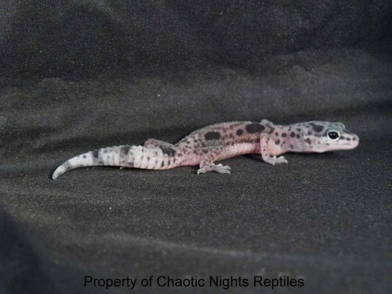 06202010Hatchlings036.jpg