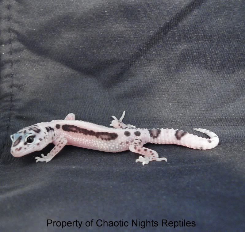 06202010Hatchlings039.jpg