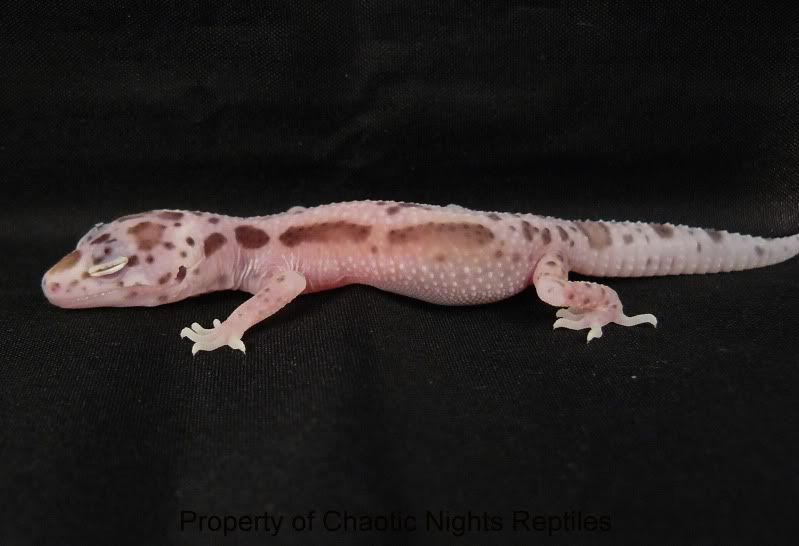 06202010Hatchlings054.jpg