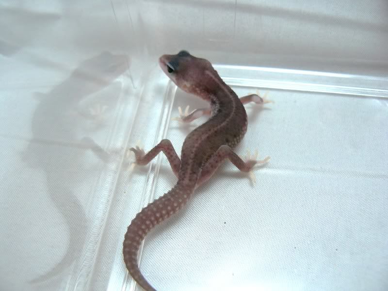 Hatchlings07072010009.jpg