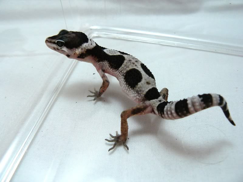 Hatchlings07072010013.jpg