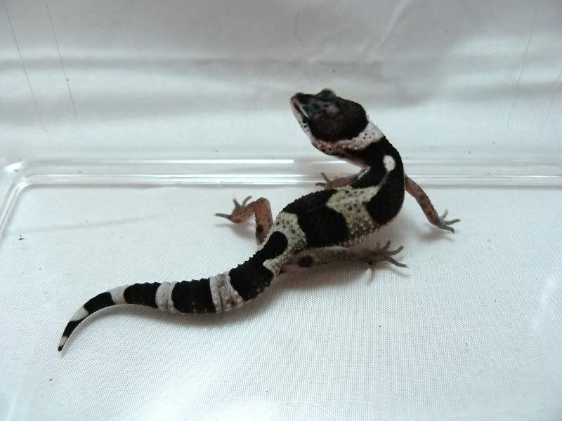 Hatchlings07072010014.jpg