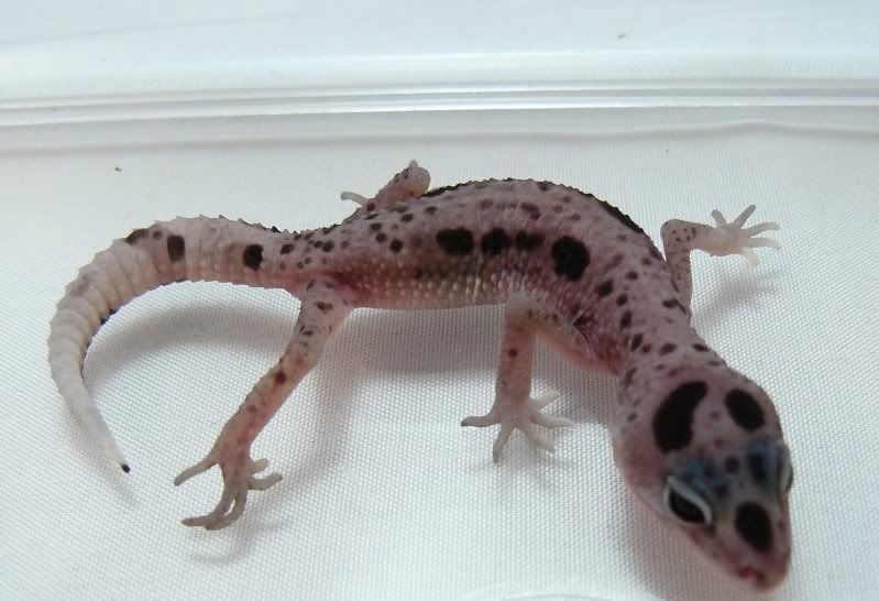 Hatchlings07072010022.jpg