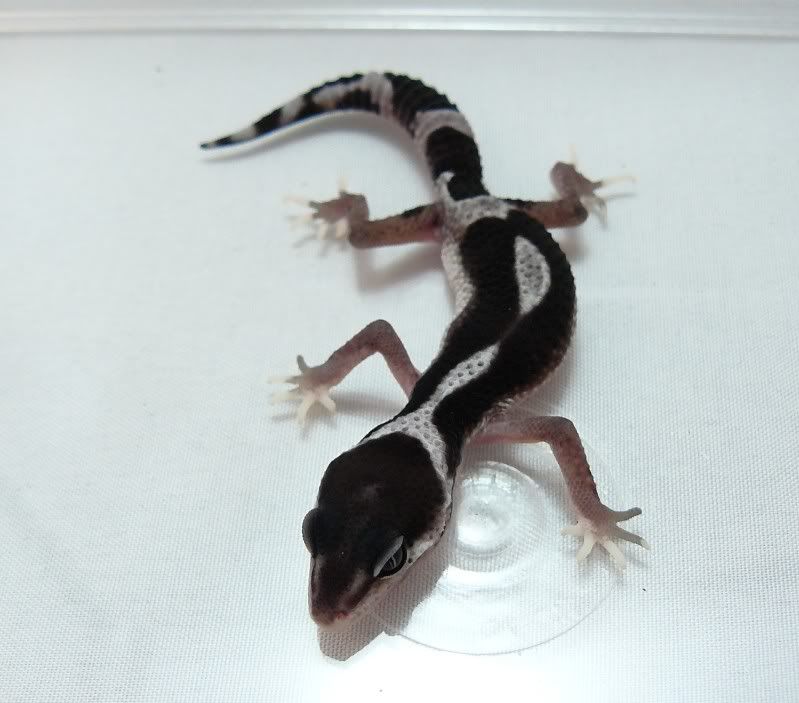 Hatchlings07072010023.jpg