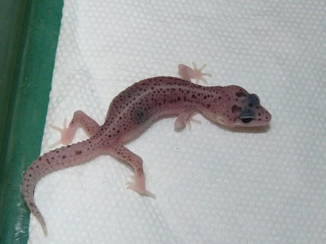 Leohatchlingpics05302010028.jpg