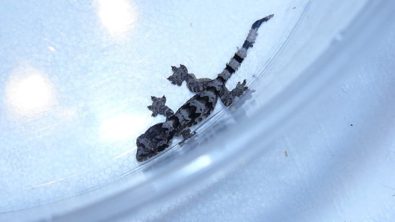 Flyinggeckobaby1001.jpg