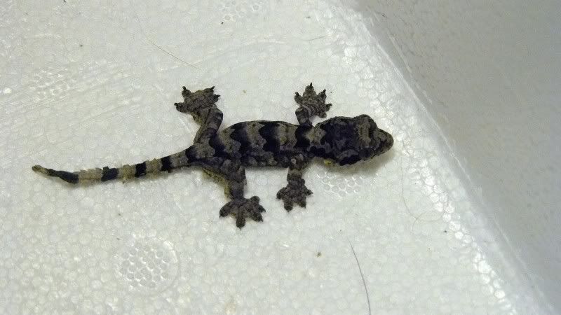 Flyinggeckobaby1007.jpg
