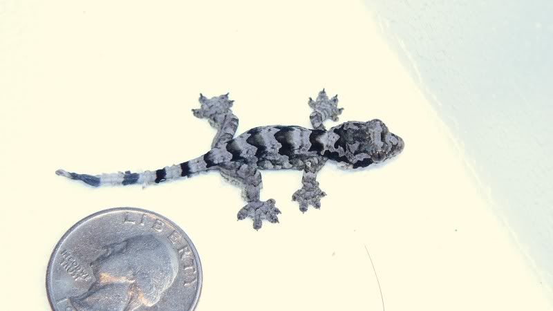 Flyinggeckobaby1008.jpg