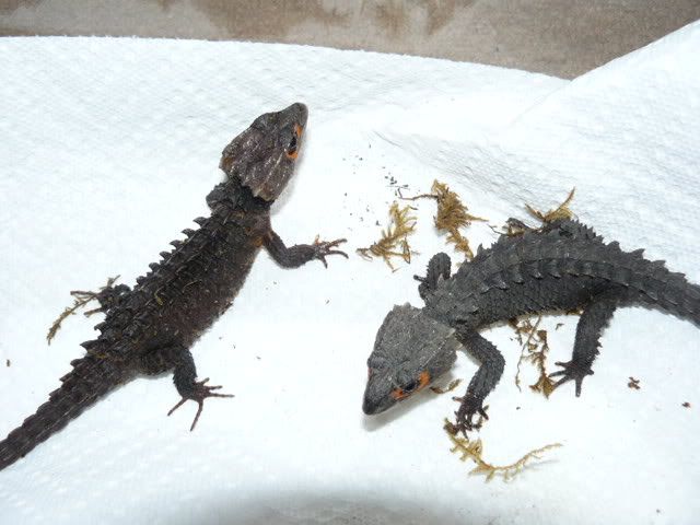 Leosforsaleasof100609020.jpg