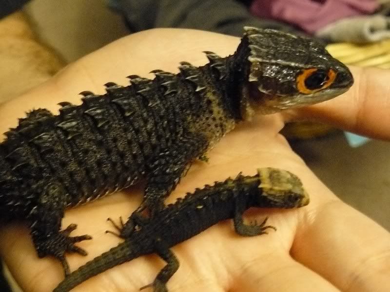 crocskinkfamily015.jpg
