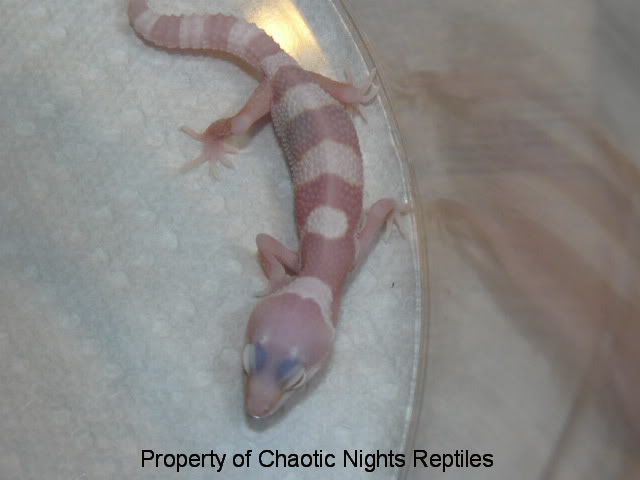 firstfourleohatchlingsMay2010006.jpg