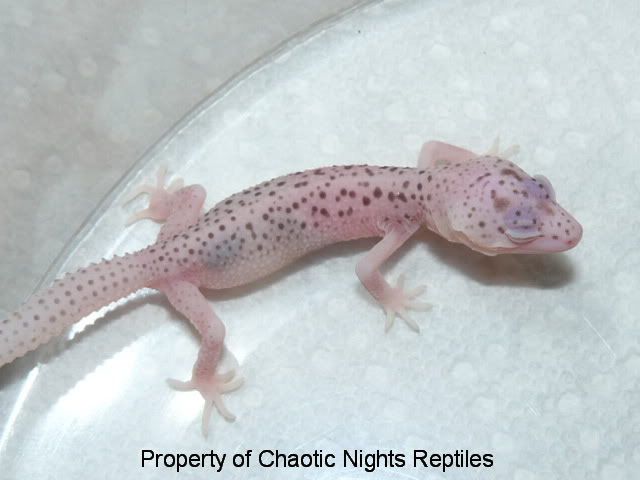 firstfourleohatchlingsMay2010009.jpg