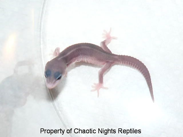 firstfourleohatchlingsMay2010010.jpg