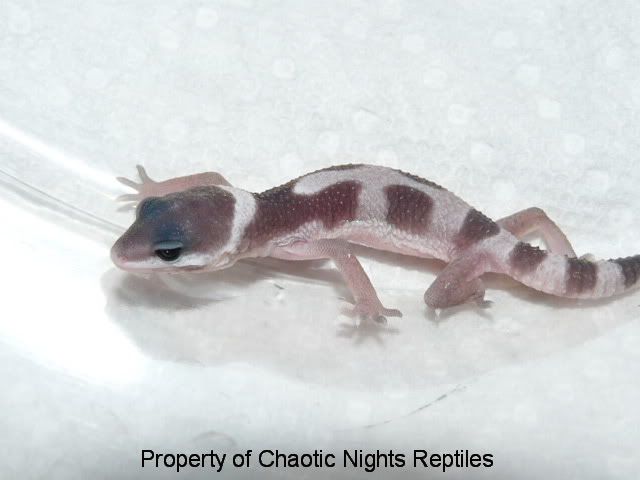 firstfourleohatchlingsMay2010013.jpg