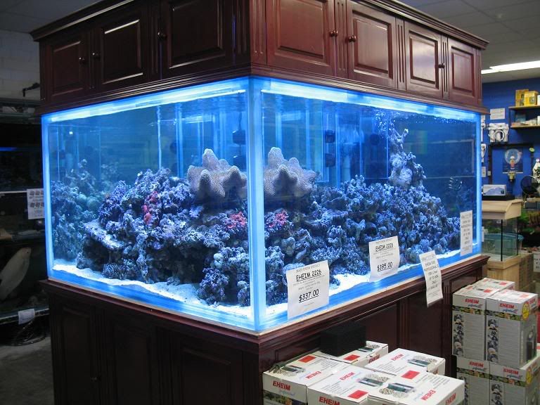 Vebas aquarium shop Clearance