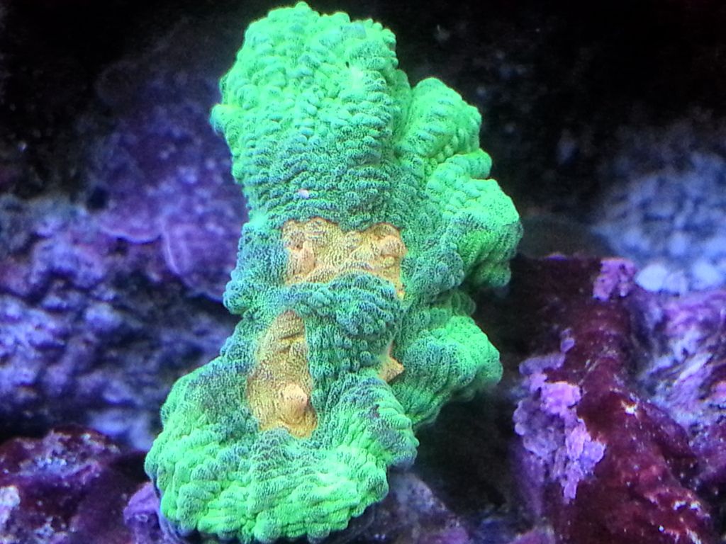 Space invader pectinia placement? REEF2REEF Saltwater and Reef