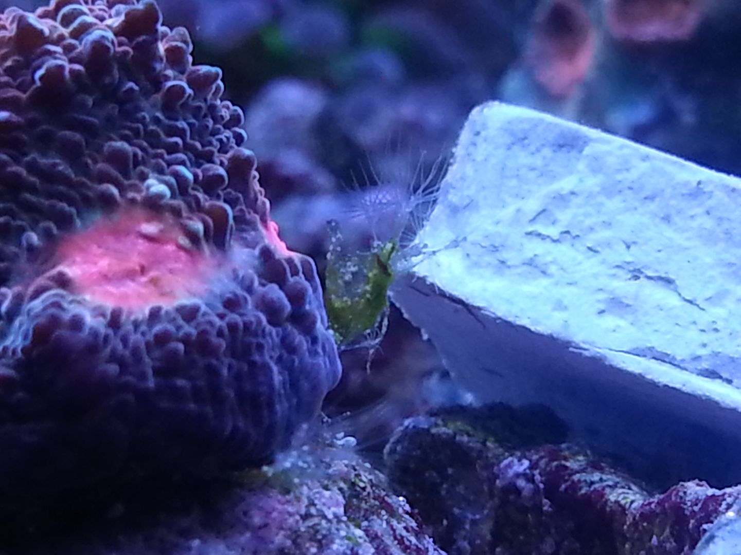 Are these hydroids? REEF2REEF Saltwater and Reef Aquarium Forum