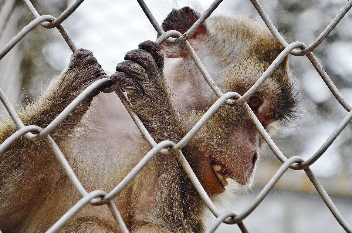 Сухумский обезьяний питомник как концлагерь для обреченных на смерть животных 