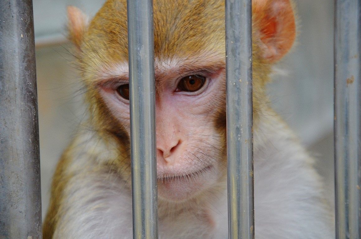 Сухумский обезьяний питомник как концлагерь для обреченных на смерть животных 