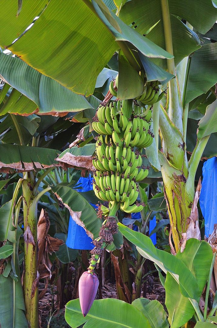 Из банановых лесов 