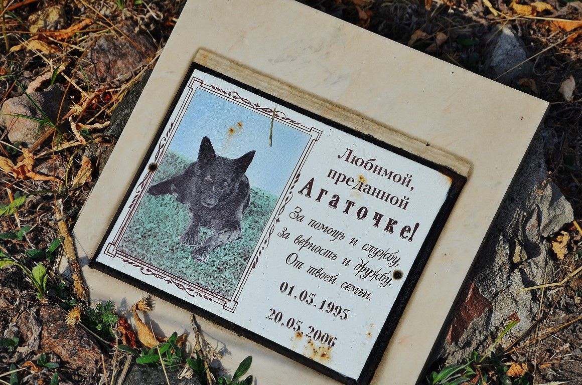 Кладбище домашних животных, откуда уже не возвращаются 
