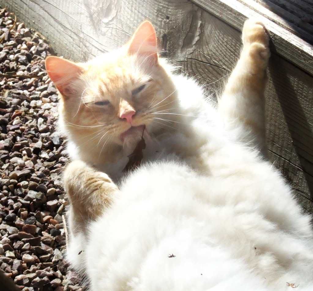 claws.jpg