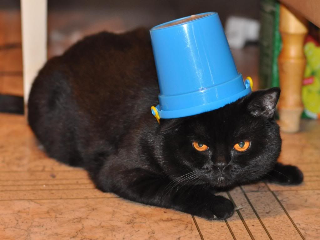 Фото моего кота 