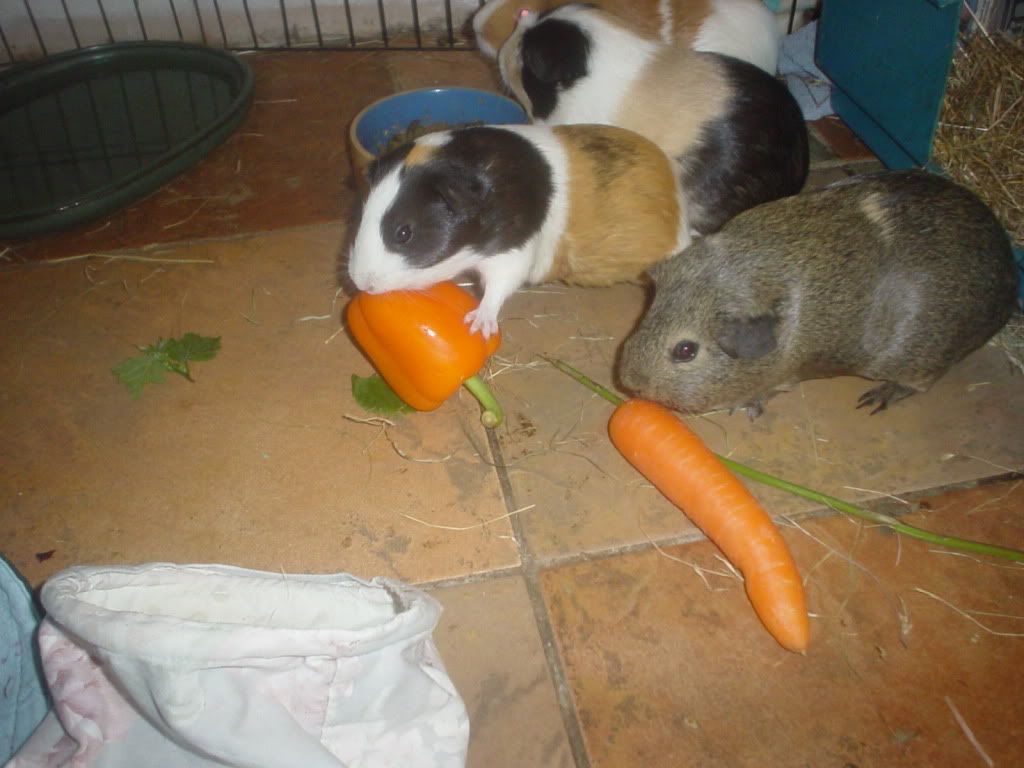 DSC06442.jpg
