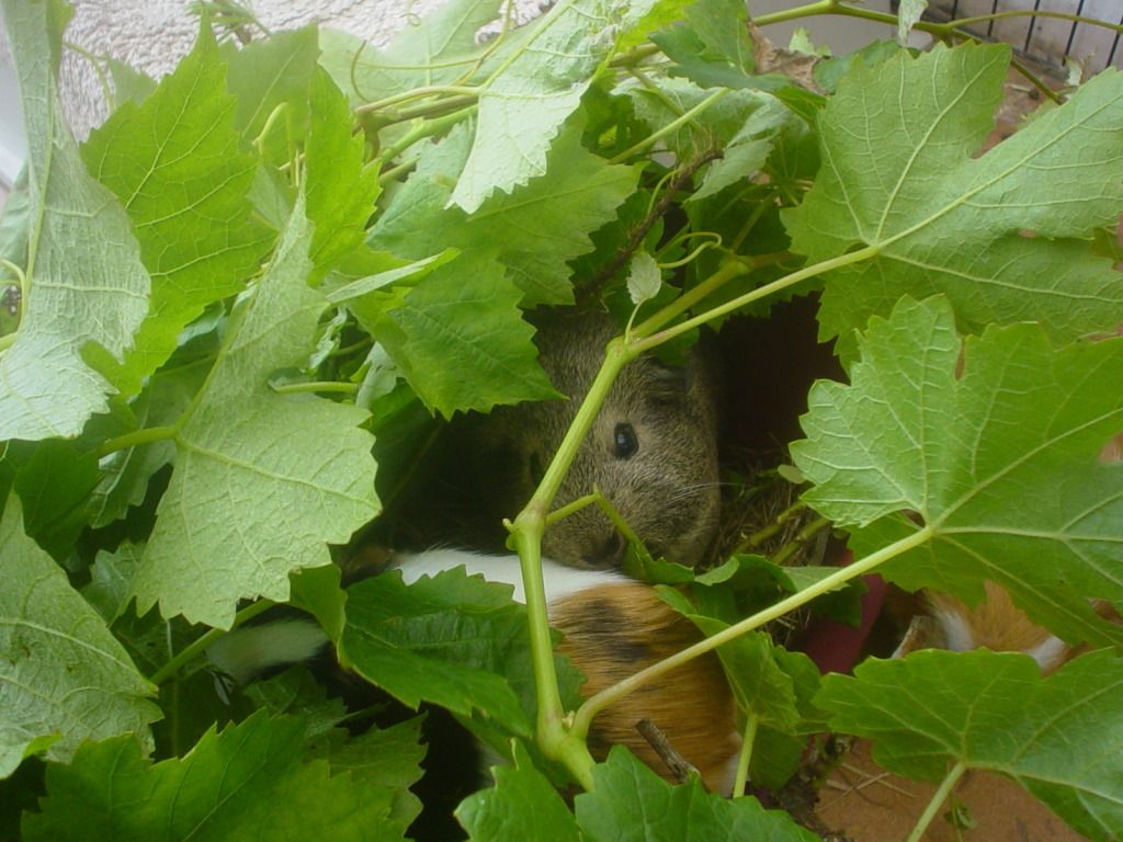 DSC06555.jpg