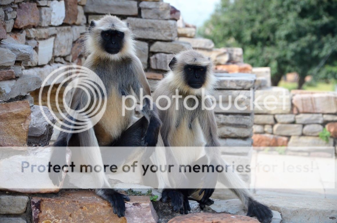 В жарких обьятиях Ханумана (Индия) обезьян, рядом, сколько, Удайпур, спиной, город, Замечательный, часть, перетирают, например, водятся, какието, исключительно, мелкие, более, другие, обезьяны, новости, свежие, бабушки