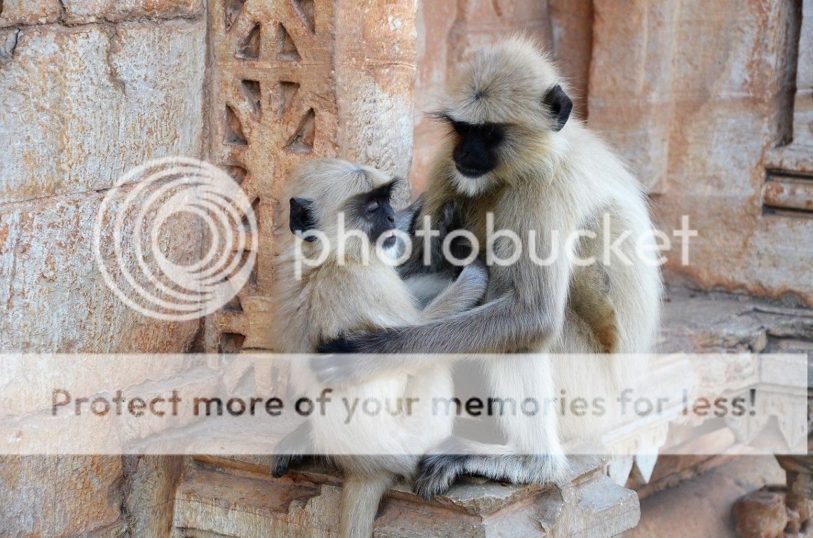 В жарких обьятиях Ханумана (Индия) обезьян, рядом, сколько, Удайпур, спиной, город, Замечательный, часть, перетирают, например, водятся, какието, исключительно, мелкие, более, другие, обезьяны, новости, свежие, бабушки