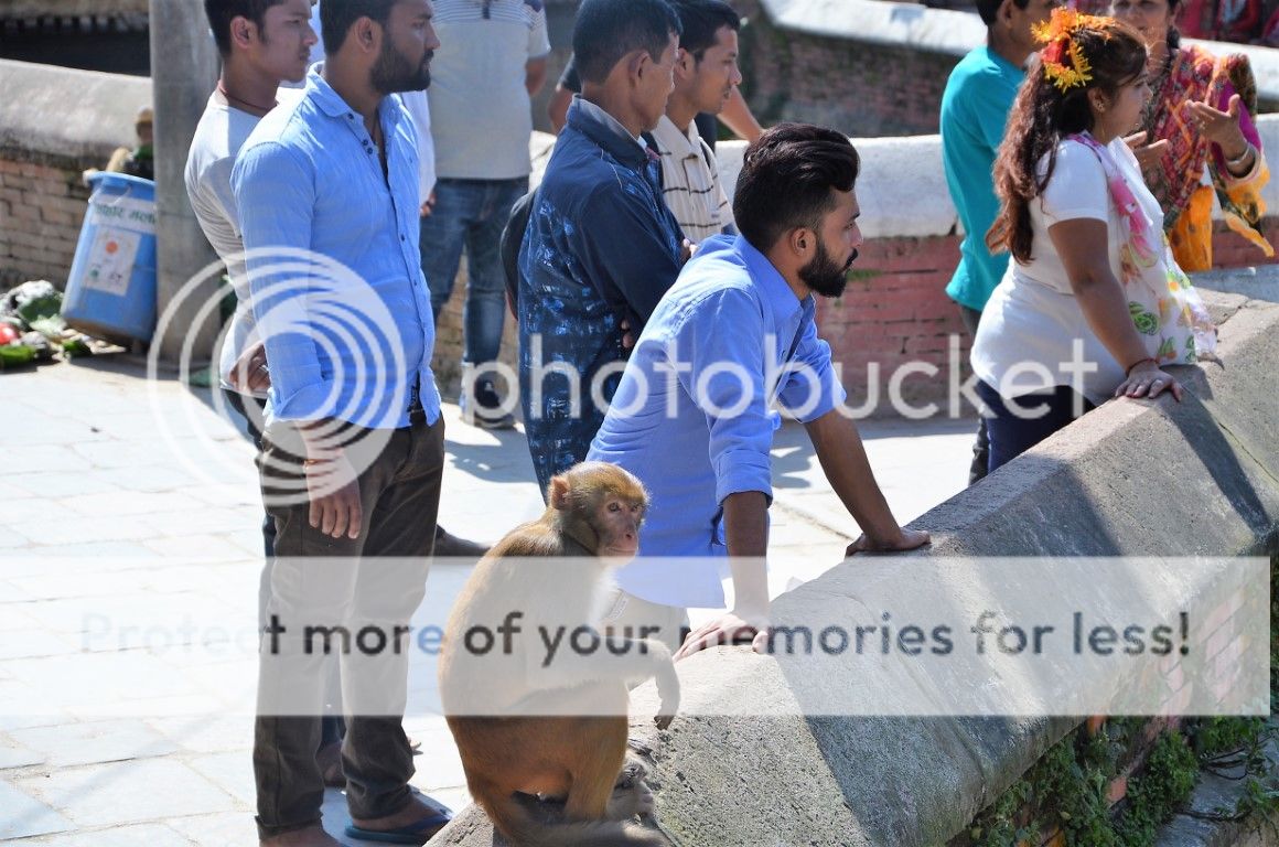 Мрачный Пашупатинах на берегу Багмати, или непальский крематорий (Непал) комплекс, можно, бесплатно, билет, попасть, место, медитирующих, престарелых, внутрь, пожертвований, насчет, попал, храмов, любой, Многие, желтыми, пришел, кремационные, Пишут, нужно