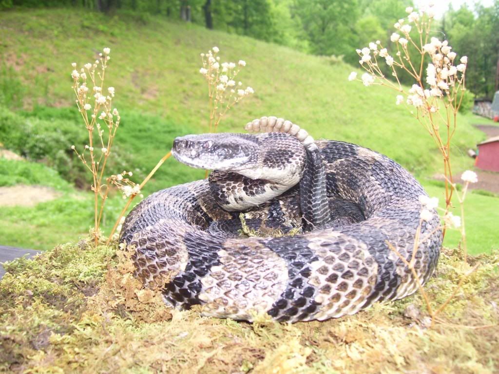 first snake mount What do you think | Welcome to the Taxidermy.net ...