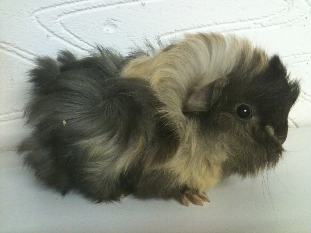 pet283.jpg